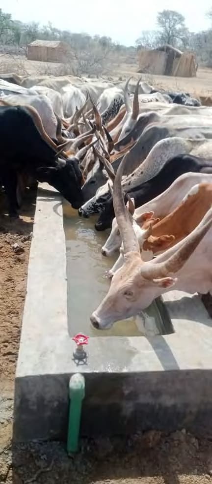 cattle-drinking